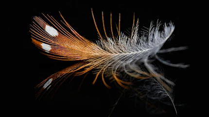 Illustration of a feather symbolizing Markdown as a lightweight alternative to DITA XML